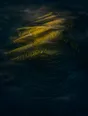 Dawn aerial photograph: terraced fields catching first light tier by tier, one small hut among them.