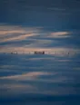 Dawn aerial photograph: a wooden gate in a fence line crossing untouched snow at dawn.