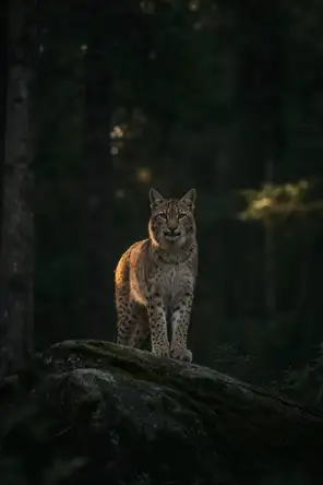 Dark green cinematic photograph: a lynx standing on a mossy granite outcrop in dark pine forest facing the camera, low dawn gold on its flank.