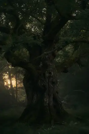 Dark green cinematic photograph: an ancient storm-scarred oak in full green leaf, low gold evening light through the haze.