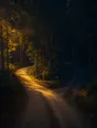 Film photograph: a fork in a dark forest road, one path lit warm gold, the other falling into deep green shadow.