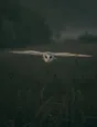 Dark green cinematic photograph: a barn owl gliding low over a dark misty meadow toward the camera, wings fully spread, its pale face and underwings the only light.