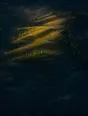 Dawn aerial photograph: terraced fields catching first light tier by tier, one small hut among them.