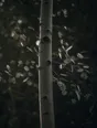 Dark green cinematic photograph: aspen leaves trembling silver in grey wind light, the pale trunk unmoved.