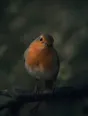 Dark green cinematic photograph: a robin perched close on a low branch with its head tilted toward the camera, its red-orange breast the one warm note.
