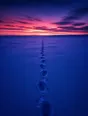 Film photograph: a single line of footprints crossing untouched snow toward a glowing violet and rose dusk horizon.