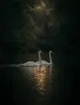 Dark green cinematic photograph: two swans swimming side by side on dark still water, both crossing the same patch of gold light.