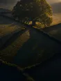 Dawn aerial photograph: a colossal lone oak towering over small hedged fields, its long morning shadow crossing three of them.