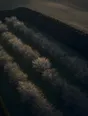 Dawn aerial photograph: orchard rows in white blossom behind a tall windbreak hedge, a ladder against one tree.