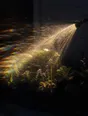 Prism-light photograph: A garden hose watering a bed of plants, the spray lit hard from one side and combing into spectrum.
