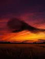 Film photograph: a vast starling murmuration forming one fluid shape over a golden field at dusk.