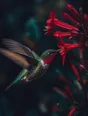 Film photograph: a hummingbird hovering at a deep red flower, wings blurred, iridescent feathers against a dark background.