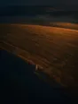 Dawn aerial photograph: a field of ripe wheat standing whole at first light, one old boundary stone at its corner.