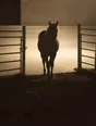Struck-light photograph: a horse walking in on its own through an open gate at dusk, the concrete yard ahead of it lit
