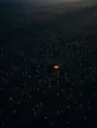 Dawn aerial photograph: a meadow of night-closed flowers with one bloom already open to the first sun.
