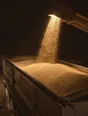 Struck-light photograph: grain pouring from a chute into a trailer in one unbroken stream under a single work light
