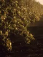 Struck-light photograph: an orchard carrying more fruit than could be picked, the branches bent right down with it