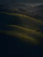 Dawn aerial photograph: vineyard rows curving with the hillside in first morning gold.