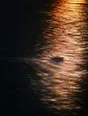 Prism-light photograph: A wide river's surface at low sun, the whole frame combed by the current, one small boat crossing.