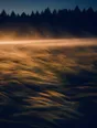 Motion photograph: a field of long grass at dawn under fast-moving mist, the whole surface running one way and the treeline sharp behind