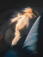 Prism-light photograph: A dog asleep in hard sun with the light combing through its fur.