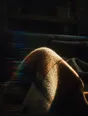 Prism-light photograph: A blanket pulled over knees on a sofa with hard sun across the wool.