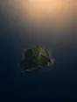 Dawn aerial photograph: a single small green island far out in an immense pale-gold sea.
