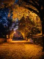 Film photograph: golden ginkgo leaves falling thick through warm evening light onto a quiet street.