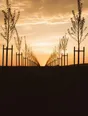 Struck-light photograph: a long straight avenue of newly planted young trees running away at dusk