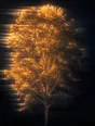 Prism-light photograph: A whole tree in full hard sun filling the frame, every leaf combing the light.